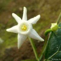 Zehneria thwaitesii (Schweinf.) C.Jeffrey